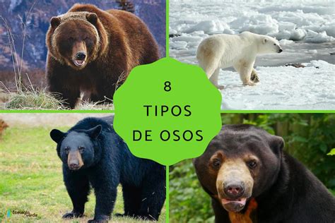 Osos